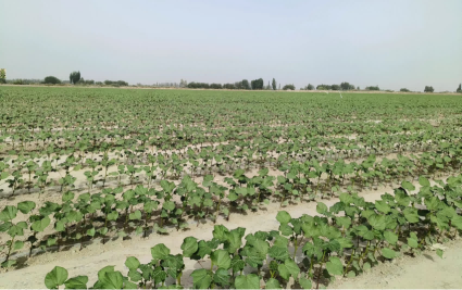  ��̬��ҵ����590����֮���¼��ڼ����Ȳ��ƽ��ϰ�������ı��